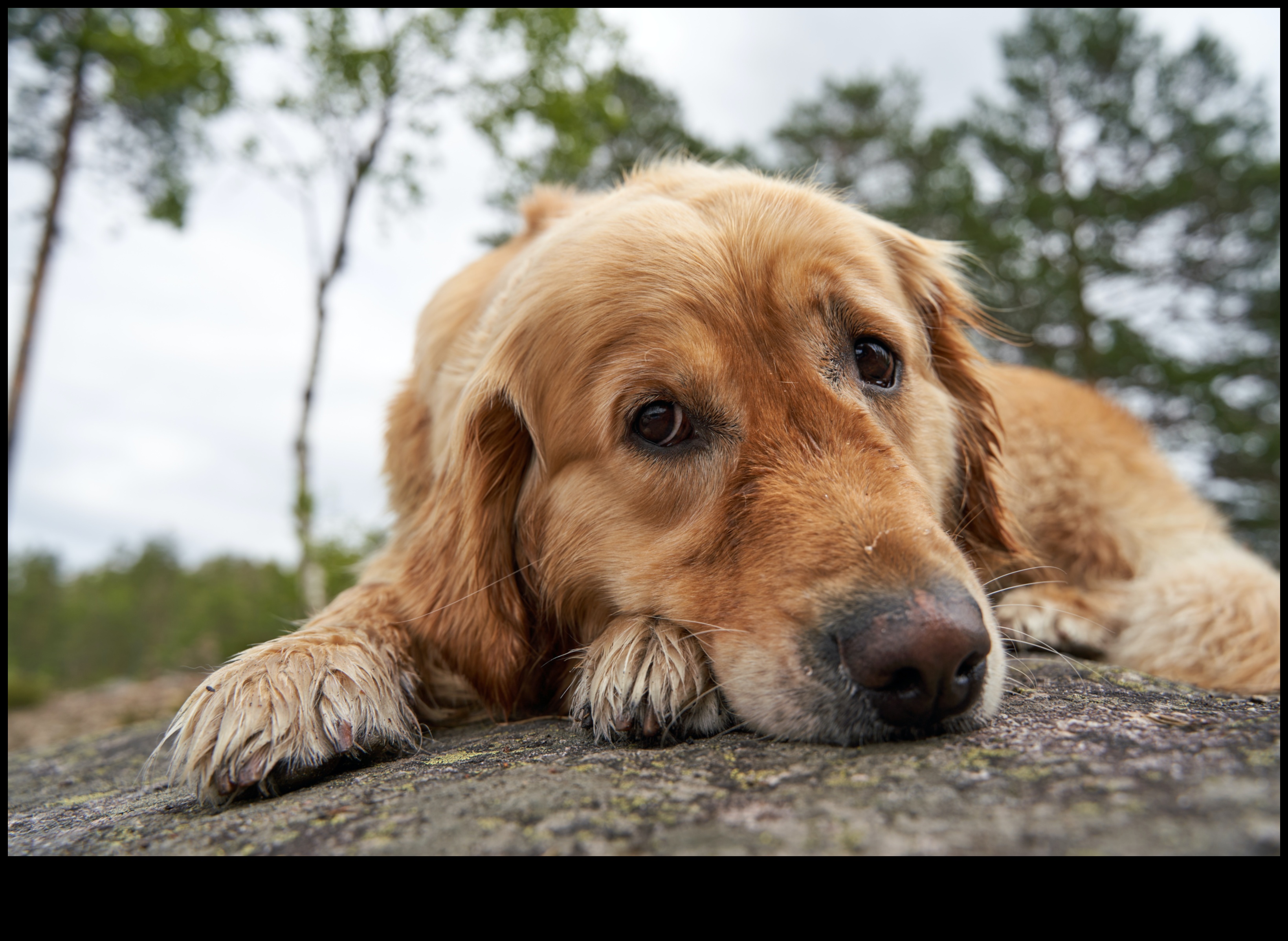 Golden Eats: kulinārijas izpēte par geriatrisko uzturu