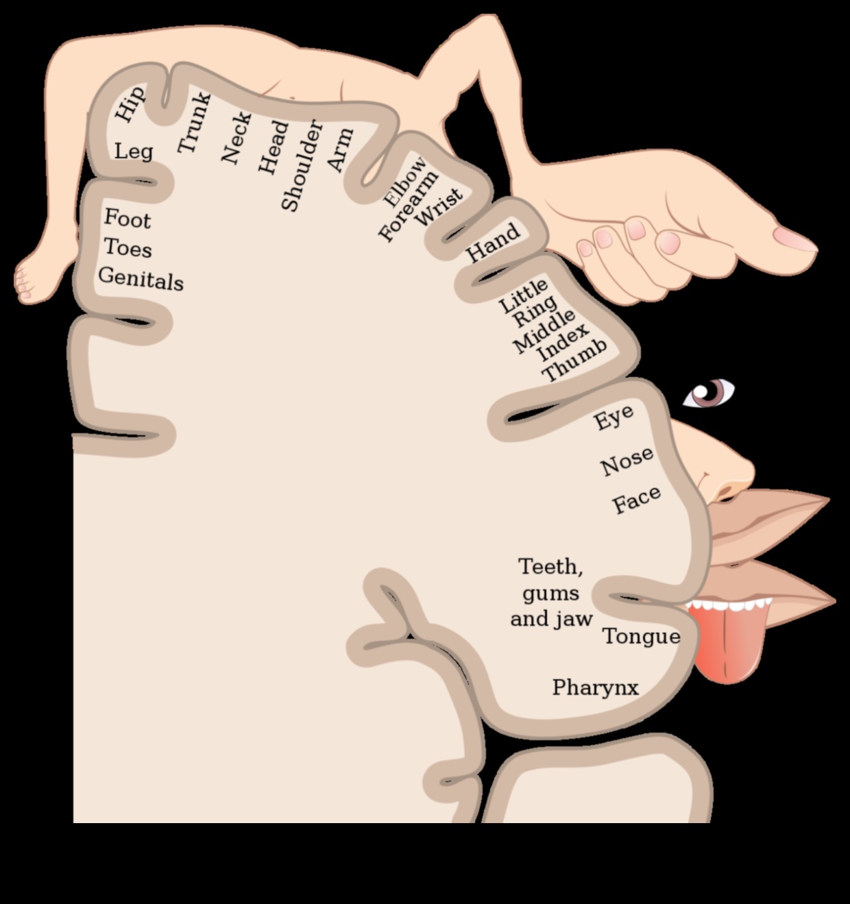 Sensorā harmonija: ķermeņa skenēšanas meditācijas simfonija