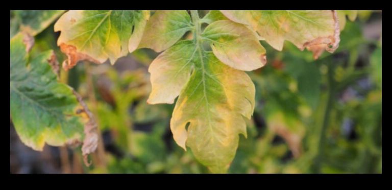 Uzturvielu glābšana: visaptveroša pieeja trūkumu novēršanai