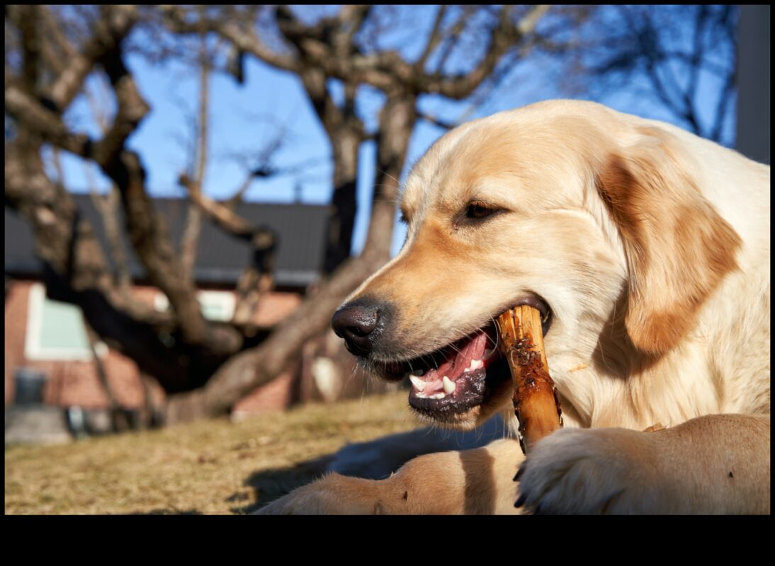 Golden Eats: kulinārijas izpēte par geriatrisko uzturu