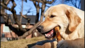 Golden Eats: kulinārijas izpēte par geriatrisko uzturu