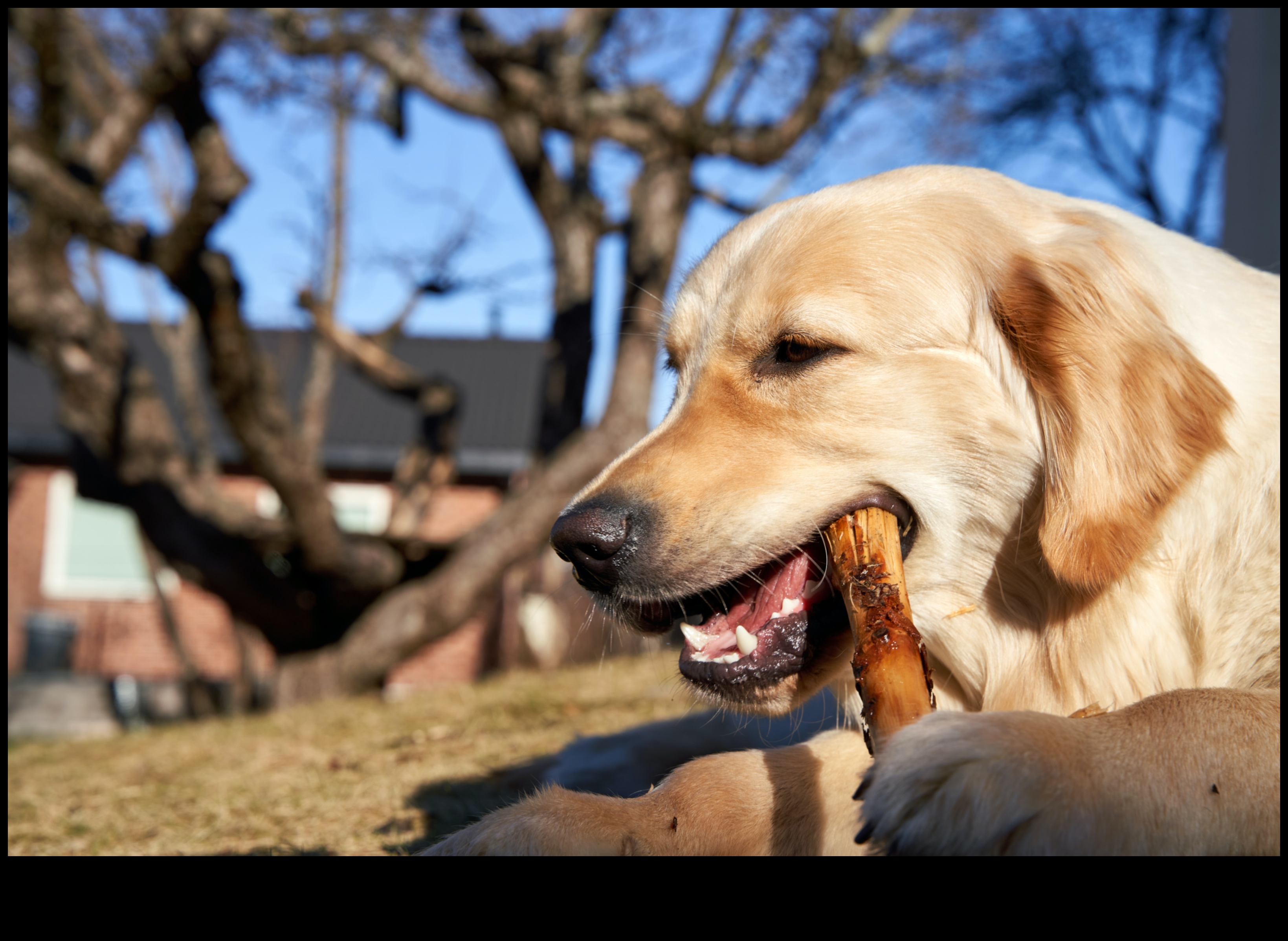 Golden Eats: kulinārijas izpēte par geriatrisko uzturu