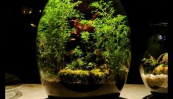 Pilsētas ainavas mierīgums: pilsētas āra treniņi garīgai labklājībai