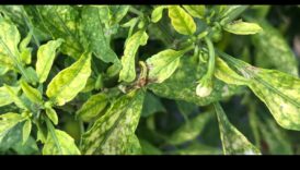 Uzturvielu glābšana: visaptveroša pieeja trūkumu novēršanai