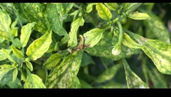 Uzturvielu glābšana: visaptveroša pieeja trūkumu novēršanai