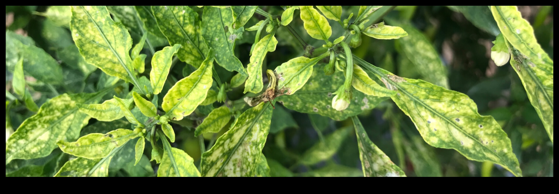 Uzturvielu glābšana: visaptveroša pieeja trūkumu novēršanai